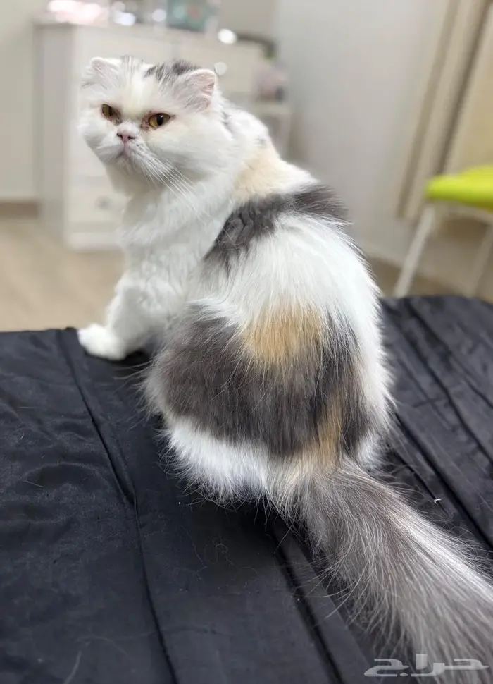 سكوتش فولد 0