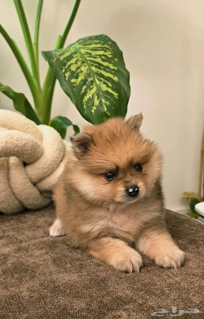 Mini toy poodle  Pomeranian  Golden retriever  shitzu  yorki 5