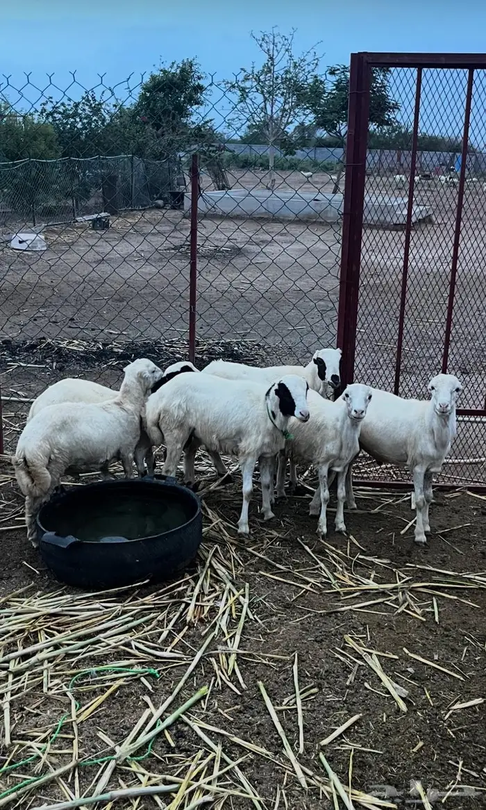 خرفان للبيع 0