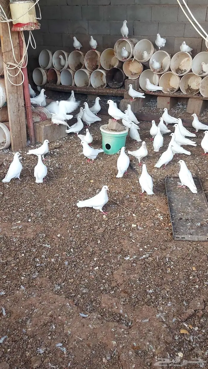 حمام فرنسي سوبر جامبو 0