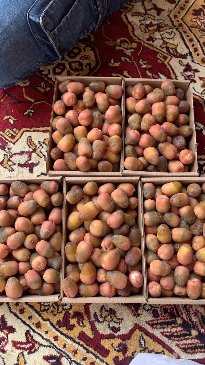 تمور الحجي 2