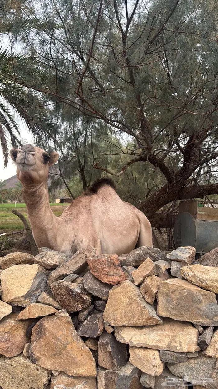 قعود 2