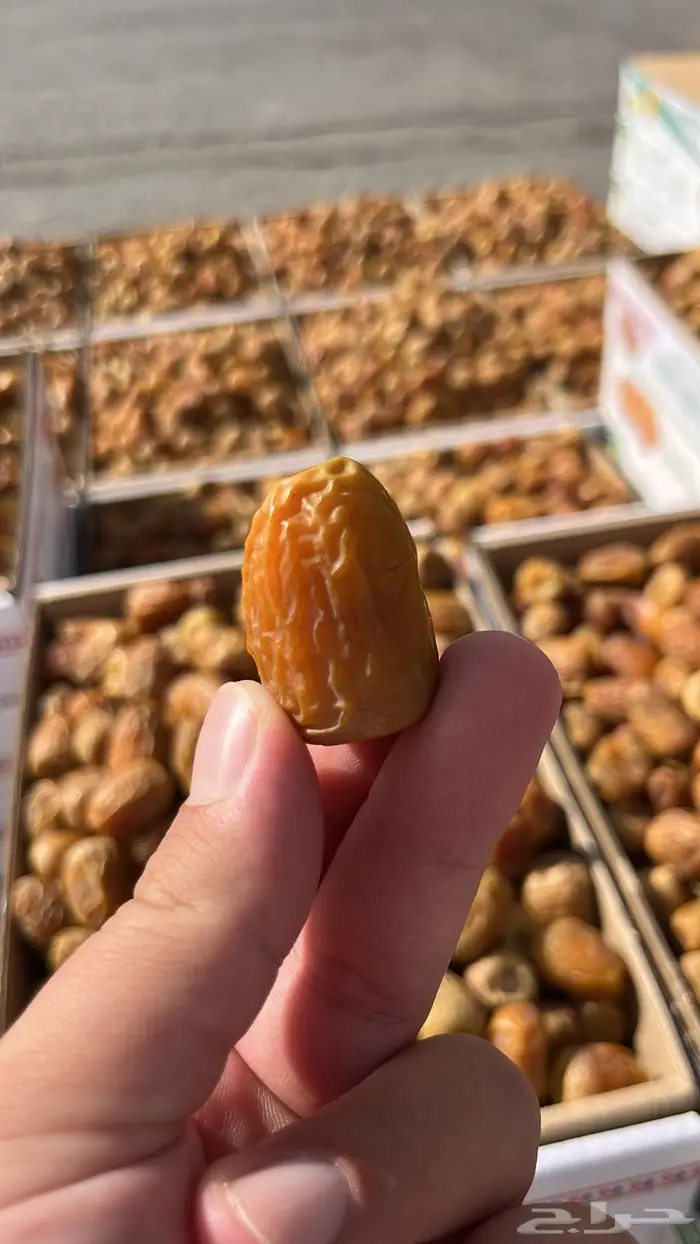 تمر مفتل وجلاكسي خرف كل يوم بيومه 0