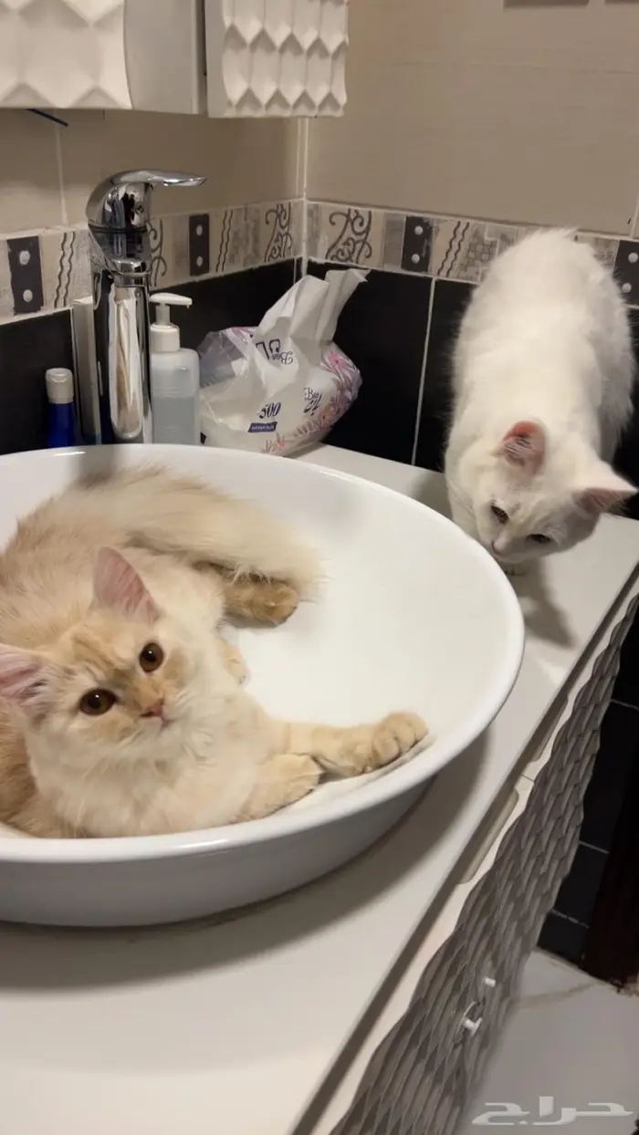 قطط بعمر 8 شهور شيرازية للبيع المستعجل 14