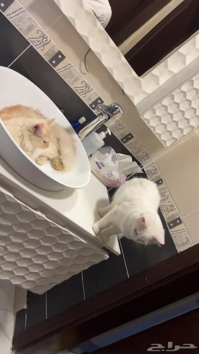 قطط بعمر 8 شهور شيرازية للبيع المستعجل 13