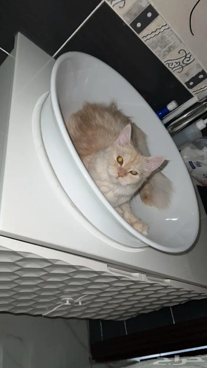 قطط بعمر 8 شهور شيرازية للبيع المستعجل 15