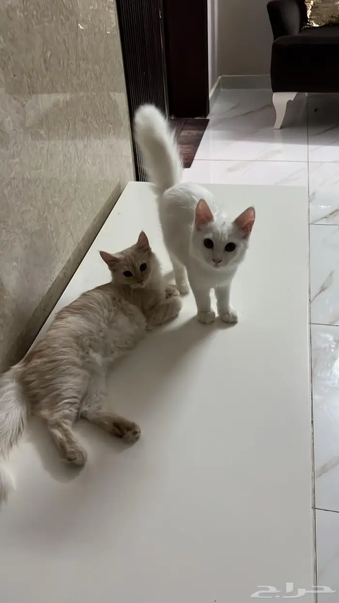 قطط بعمر 8 شهور شيرازية للبيع المستعجل 18