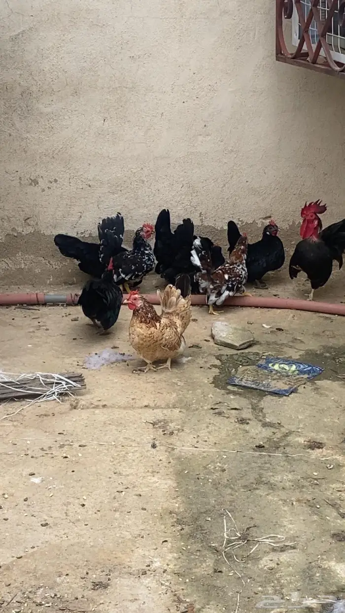 دجاج جبنايز صيني 3