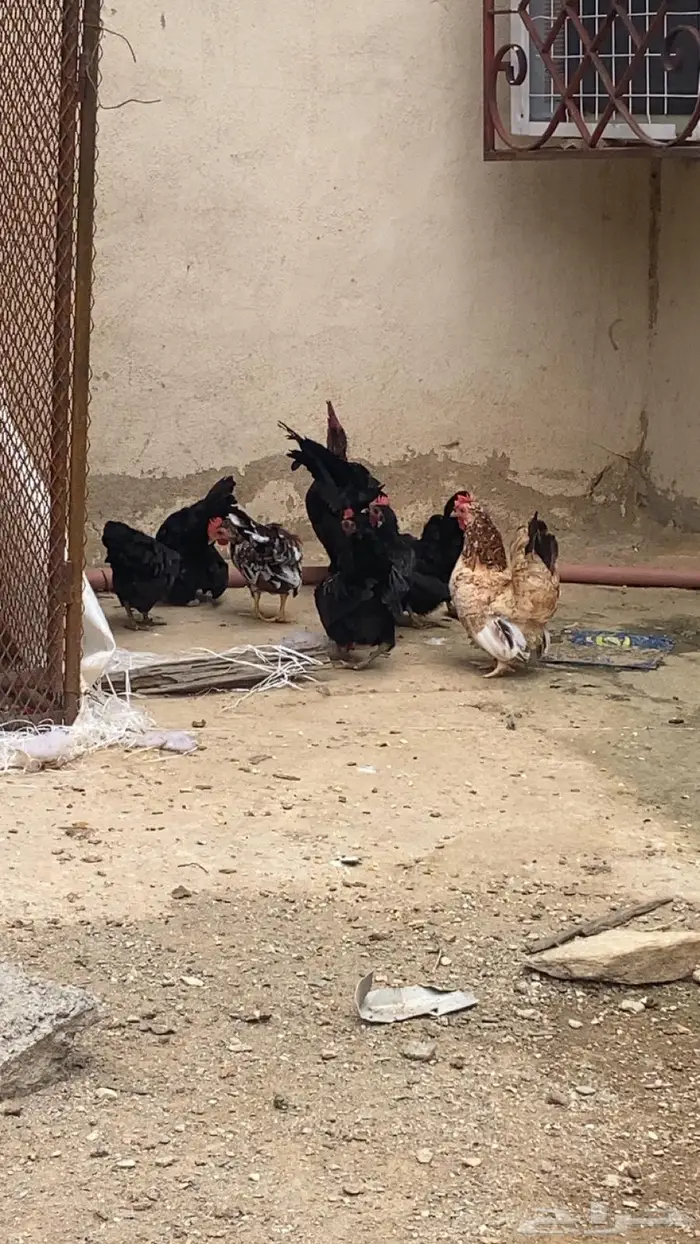 دجاج جبنايز صيني 2