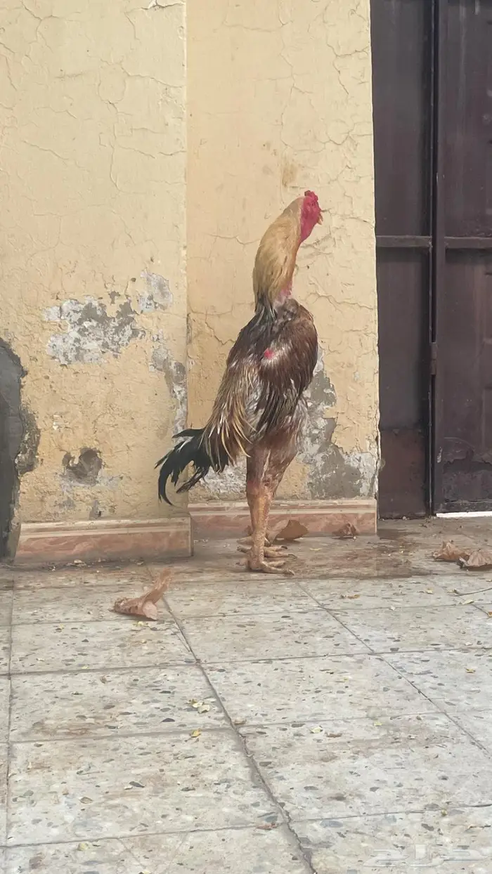 للبيع ديك و دجاج شامو فاخررر 1