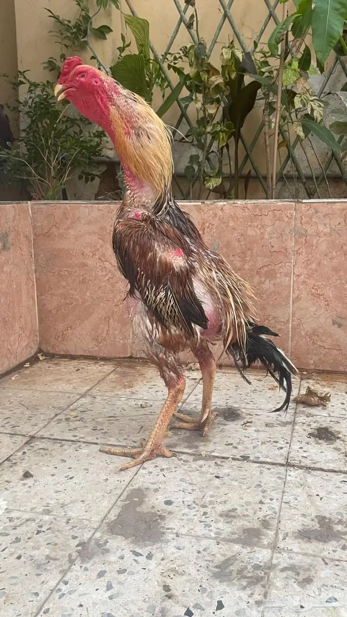للبيع ديك و دجاج شامو فاخررر 4