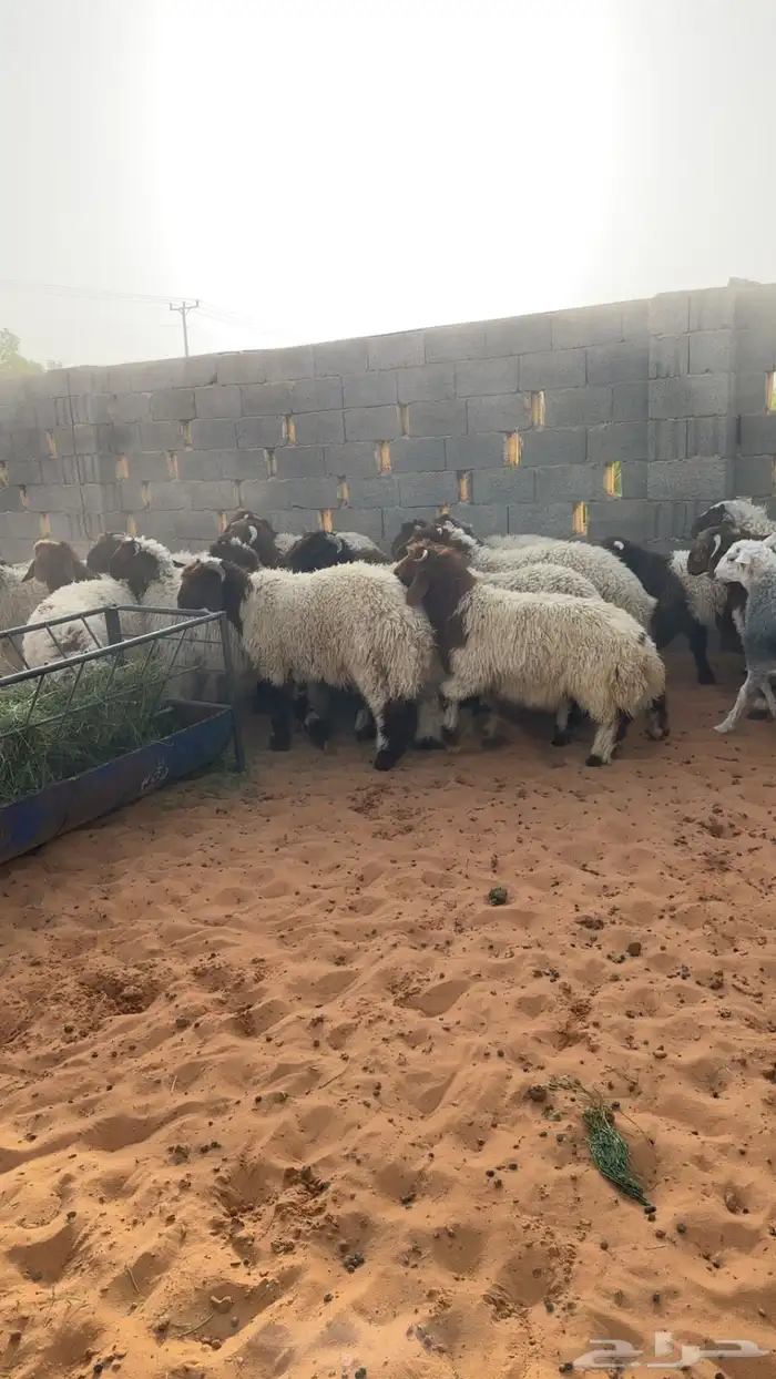 ذبايح نعيم 1