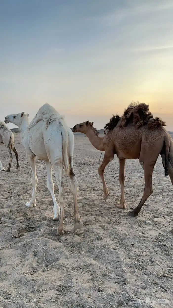 العدد 2 قعدان 1 بكره 2