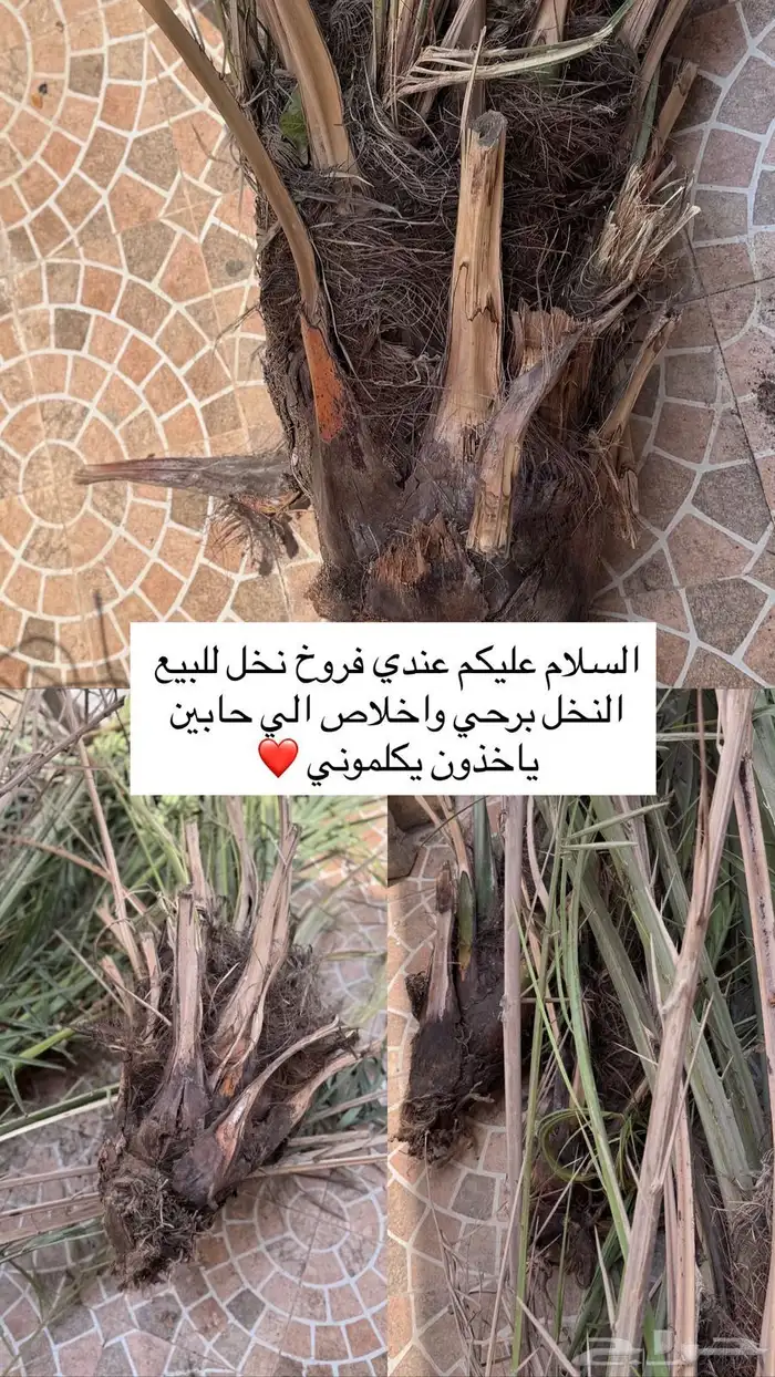 فروخ نخل اخلاص و برحي للبيع 0