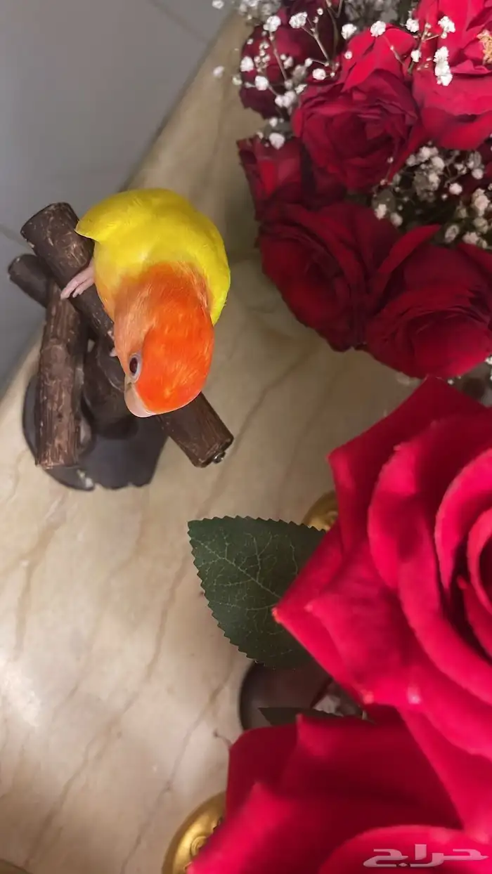 للبيع ببغاء الروز اليف مناسب للأطفال 10