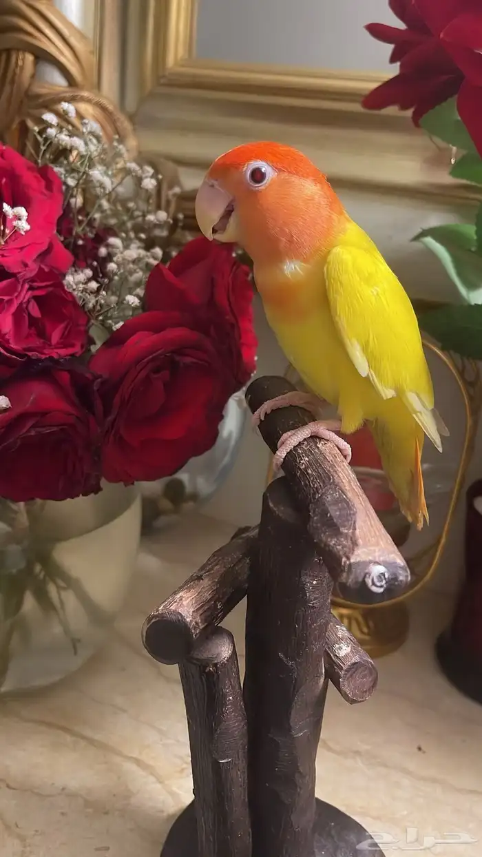 للبيع ببغاء الروز اليف مناسب للأطفال 3