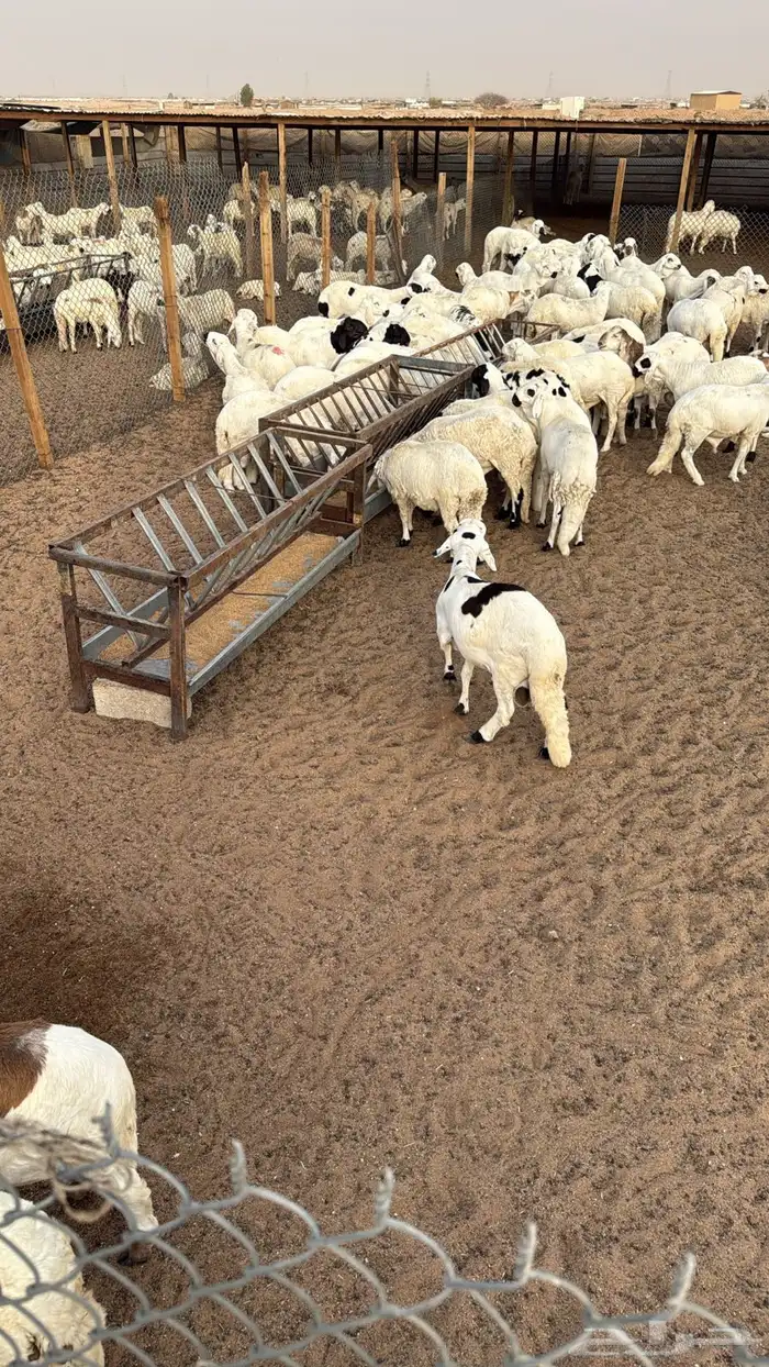 سواكني فل الفل 3