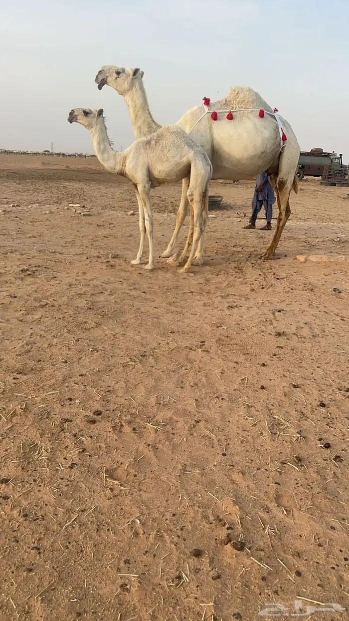 للبيع خلفه وضحاء كفو تحتها حواره ولقحه مكسب 2