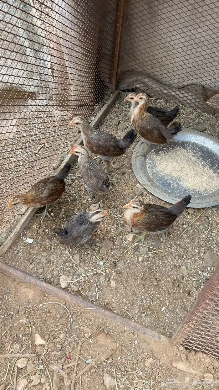 دجاج عربي 4