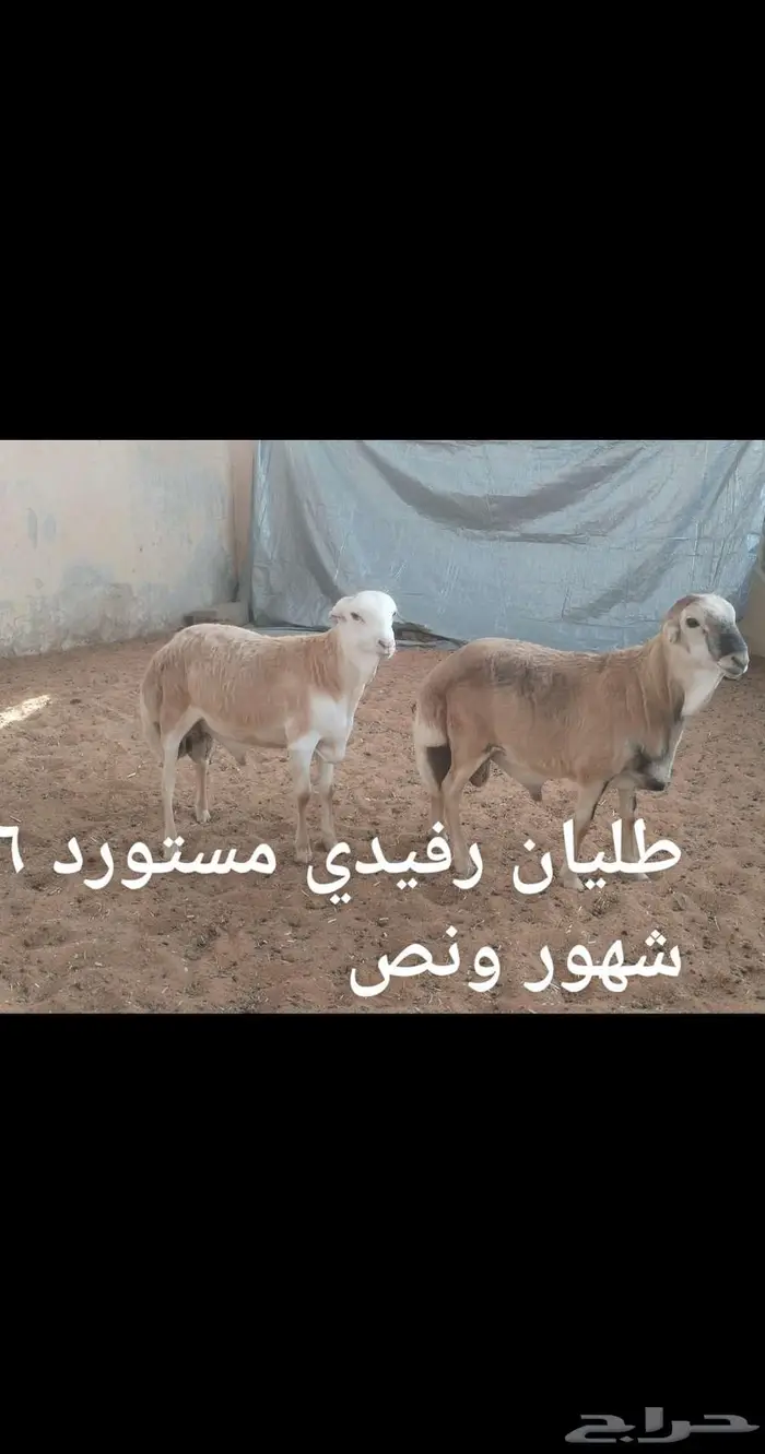 ذبايح .. ثلاجه 8