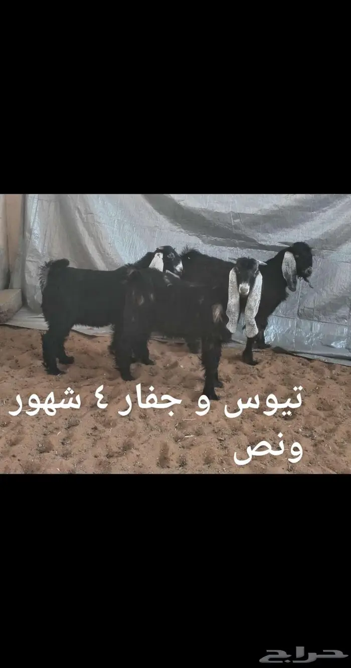 ذبايح .. ثلاجه 6