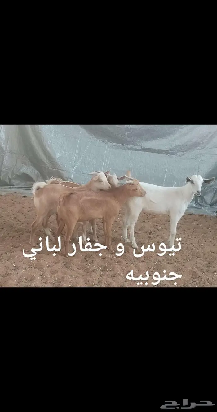 ذبايح .. ثلاجه 0