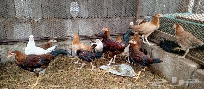 دجاج بلدي 1