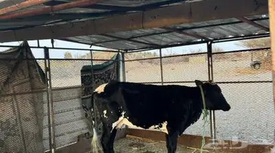 بقرة بكر للبيع 0