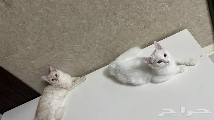 قطط بعمر 8 شهور شيرازية للبيع المستعجل 23