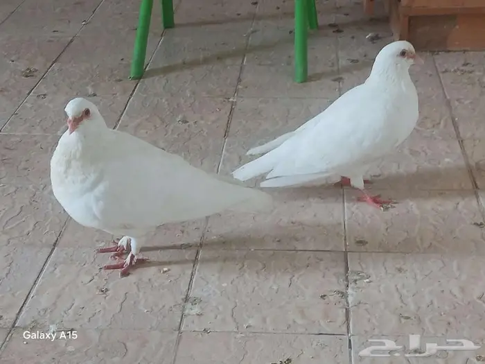 زوج حمام لاحم ممتاز منتج مع 2 زغاليل اولادة 1