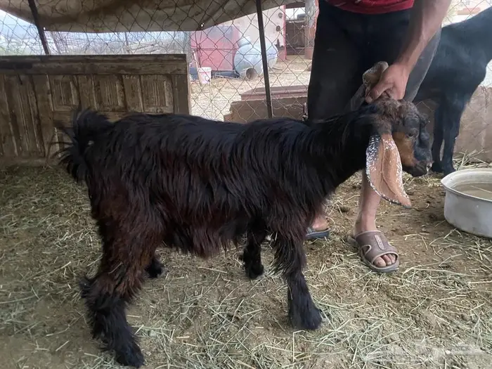 تيوس شحم ولحم للبيع 3
