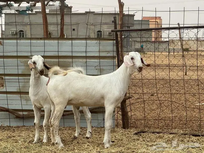 تيس وجفره للبيع 4