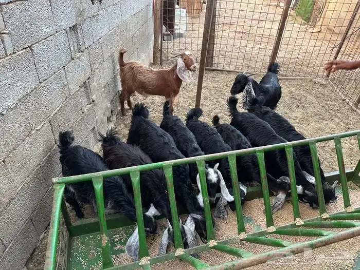 ذبائح ثلاجة 0
