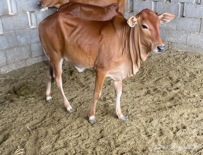 عجل   2 عجلة حسلان من المزرعة 2