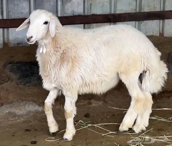 طليان للبيع 0