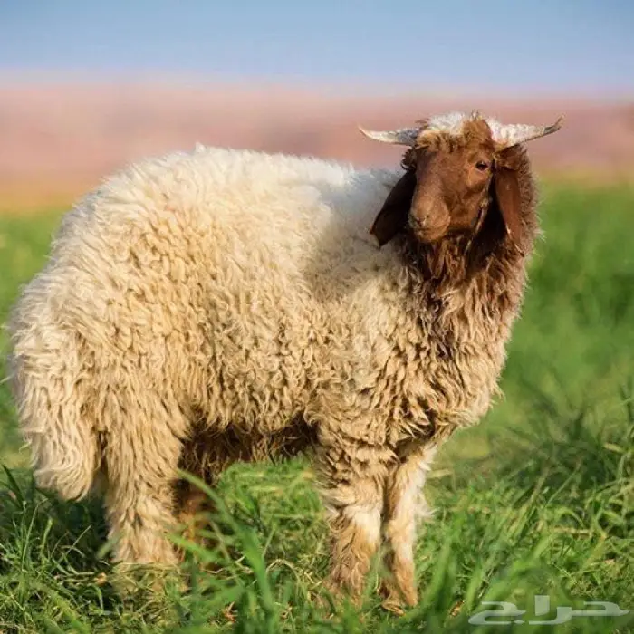 مطلوب مستثمر ممول 0
