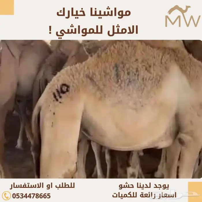 حشو ابل مواشينا 0