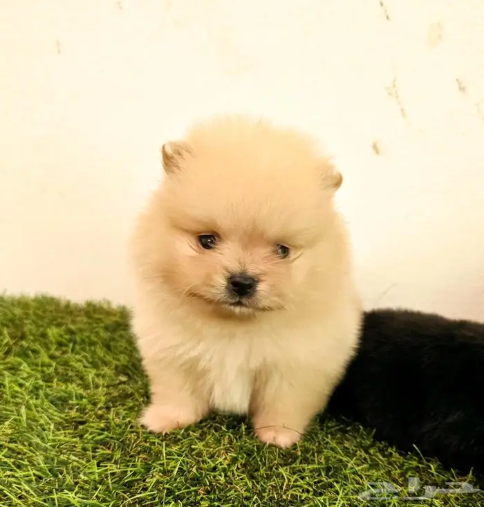 Mini toy poodle  Pomeranian  Golden retriever  shitzu  yorki 11