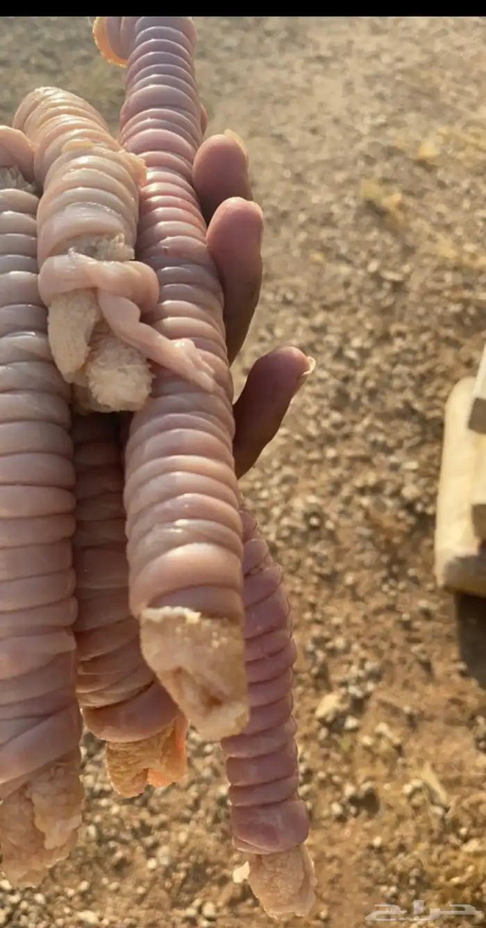ذبايح الرس والقصيم كافه 1