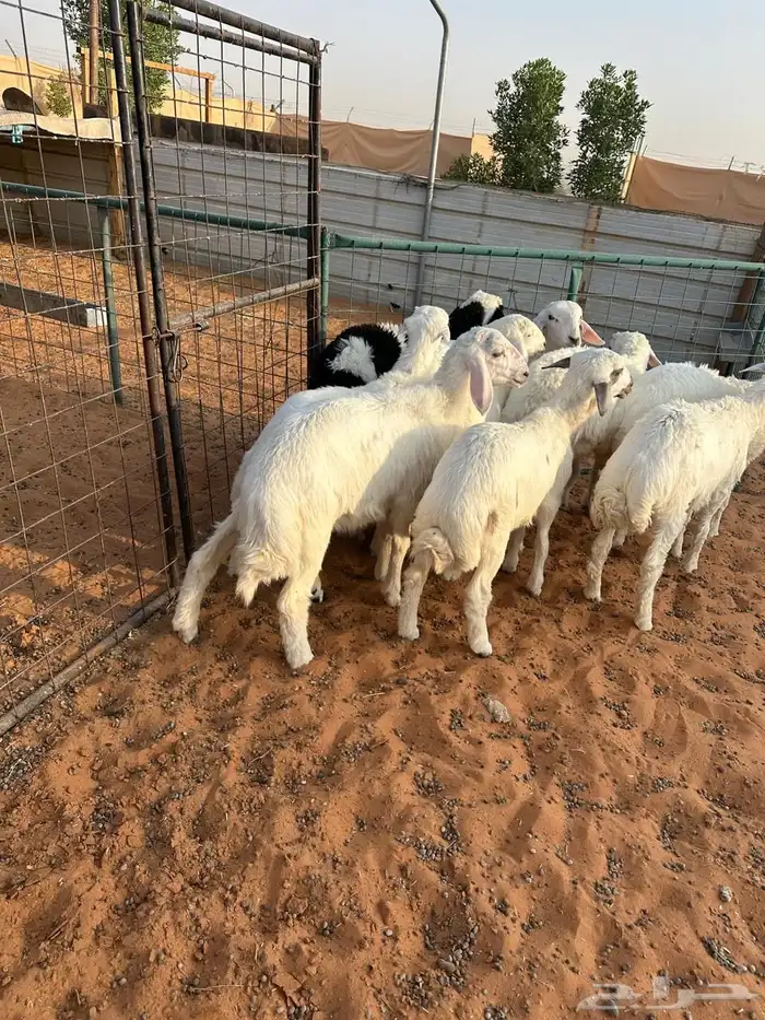 ذبايح حريات للبيع طليان 0