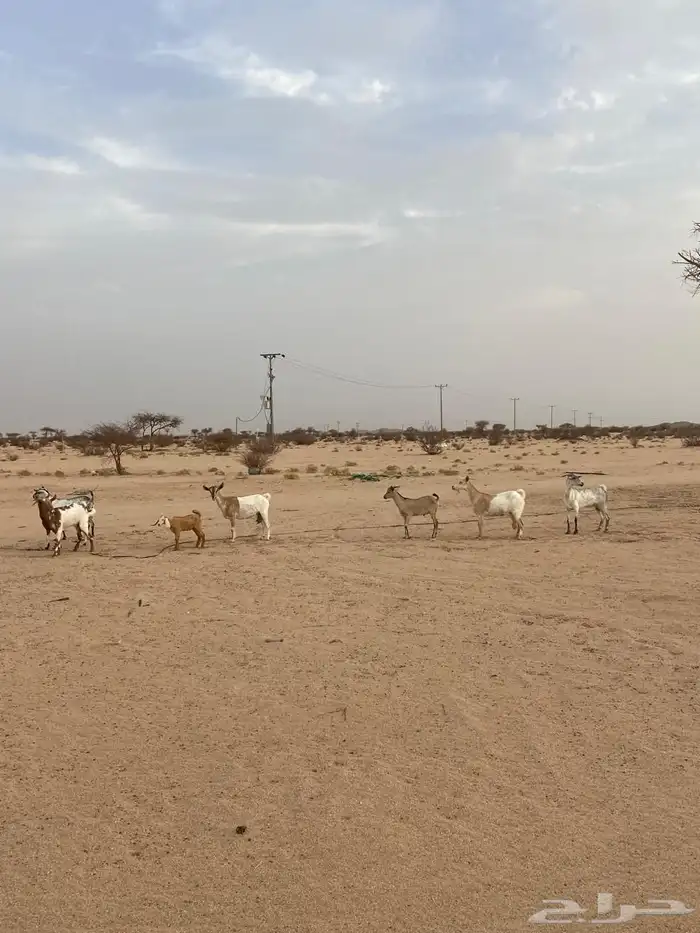 ماعز جنوبي للبيع 4