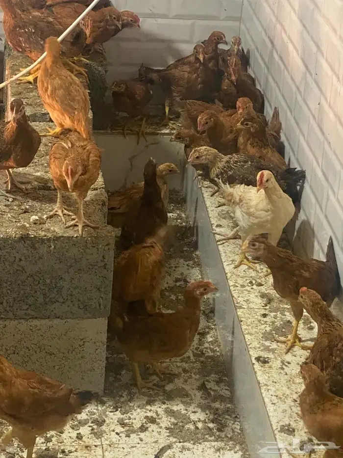 دجاج للبيع 1