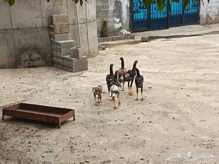 دجاجة سندية معها 5فروخ 0
