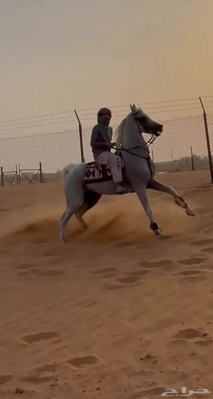 حصان شعبي حار طرب 0