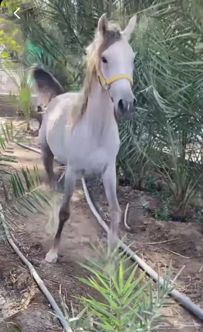 مهر عربي اصيل له مستقبل بإذن الله هيبه كرزما شخصيه قويه 10