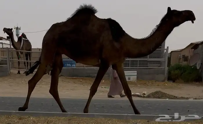 مجهم لقيه طيبه جدا تجذع وسلم العذاريب 0