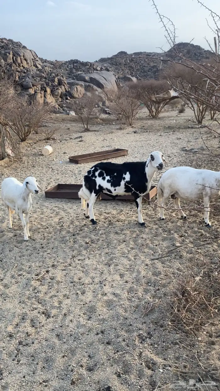 خروف فحل 1