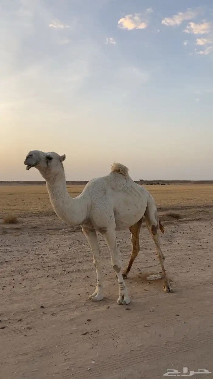 بعير 1