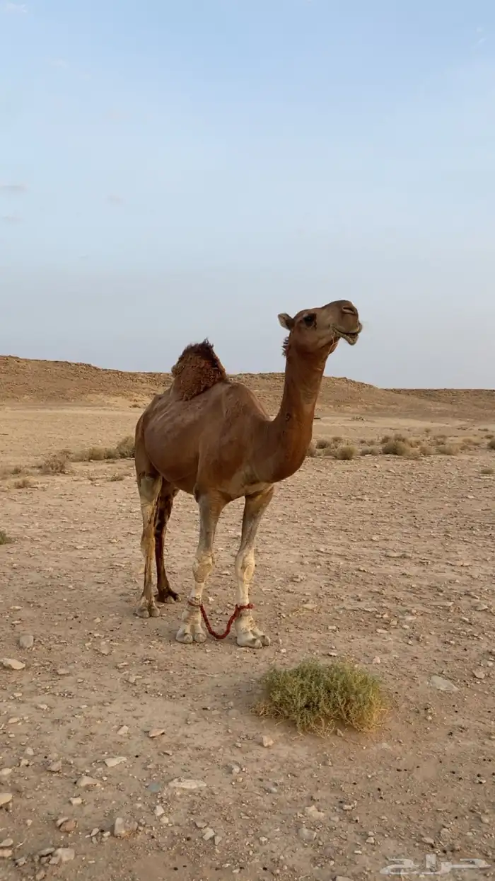 بعير 0