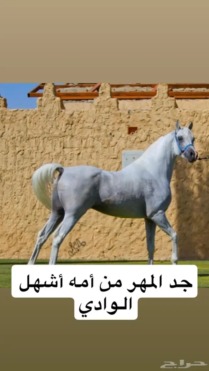 مهر واهو 5